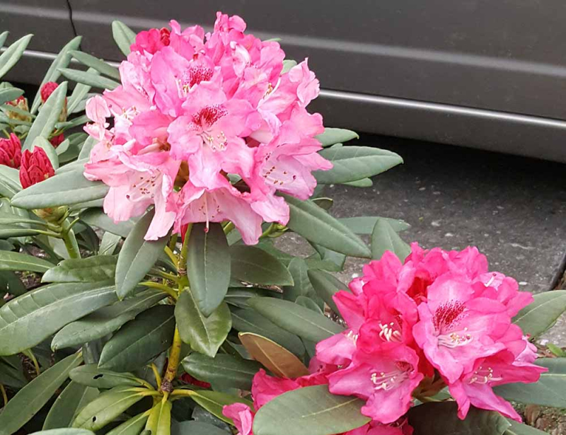 Rododendrón ´Sneezy´