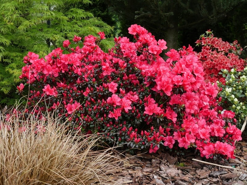 Azalka japonská ´Johana´