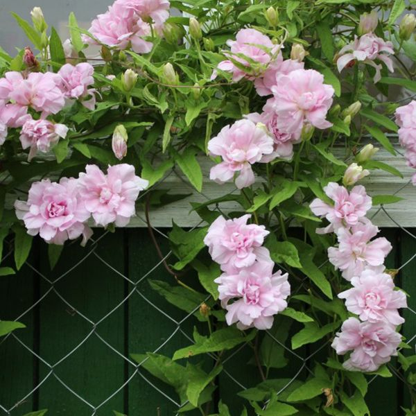 Opletník brečtanolistý ’Multiplex’