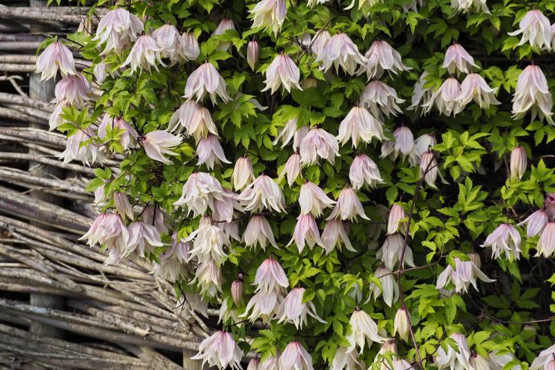 Plamienok  ’Pink Swing’