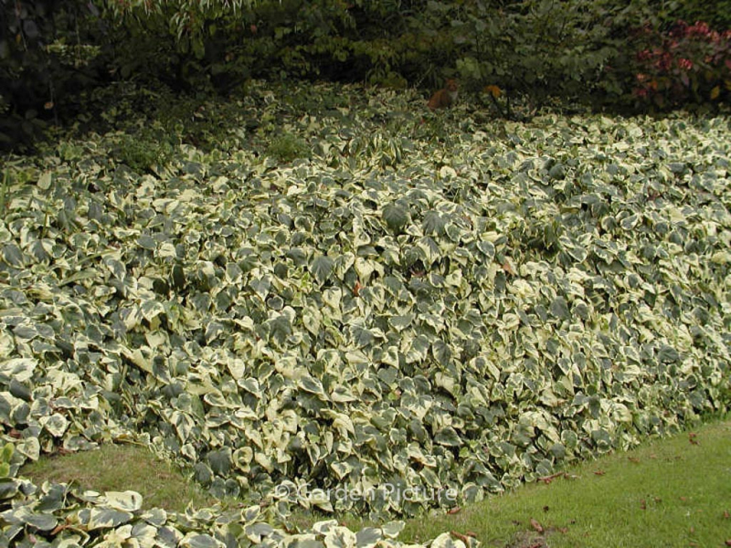 Brečtan alžírsky ´Gloire de Marengo´