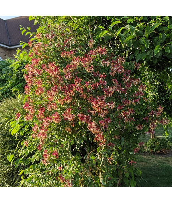 Zemolez ovíjavý ´Serotina´