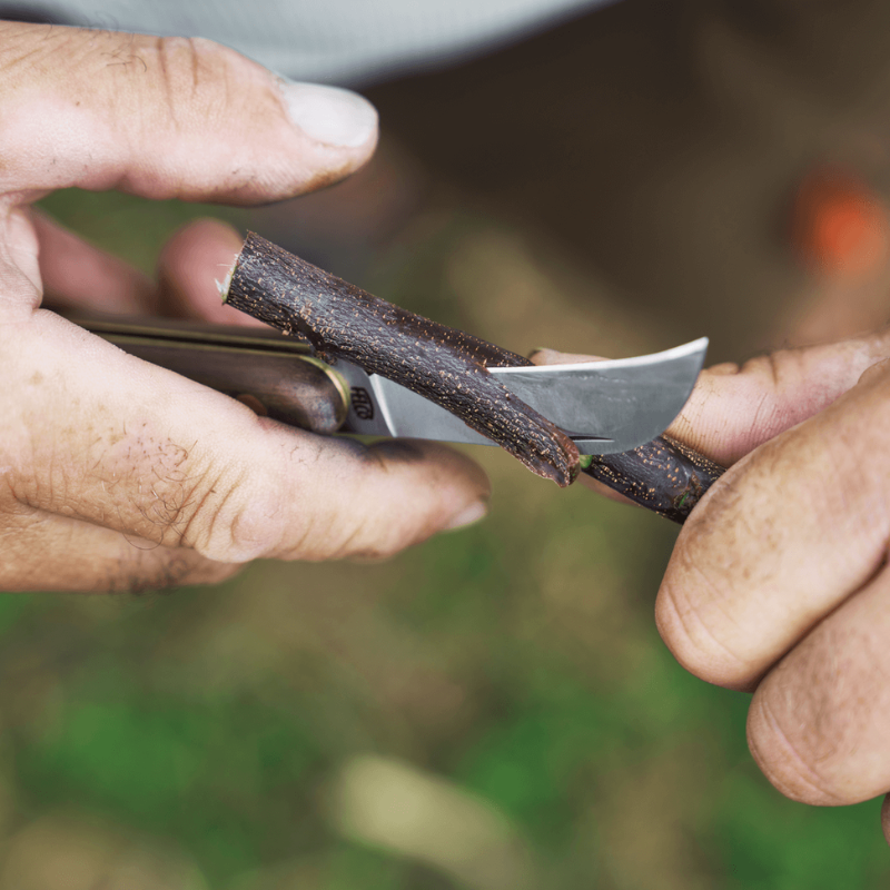FELCO 511  Očkovací nôž na vinič