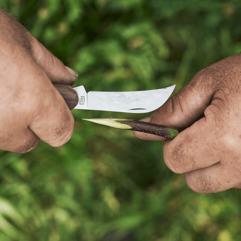 FELCO 511  Očkovací nôž na vinič