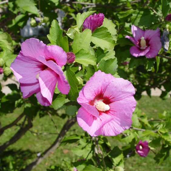 Ibištek sýrsky ´Aphrodite´