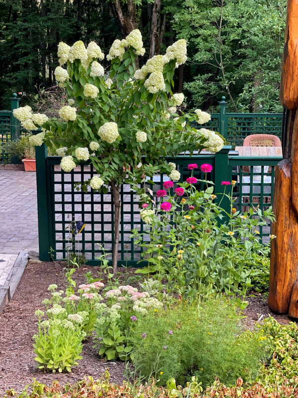 Hortenzia metlinatá ´Fraise Melba´ na kmienku