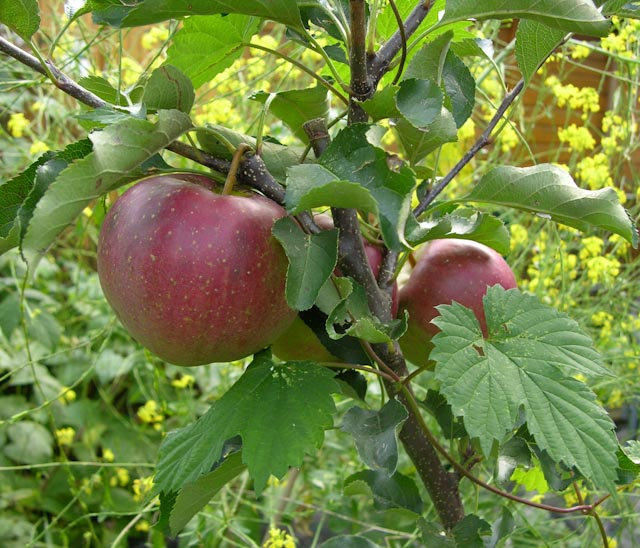 Jabloň tvarovaná ´Elstar´ - Špalliera