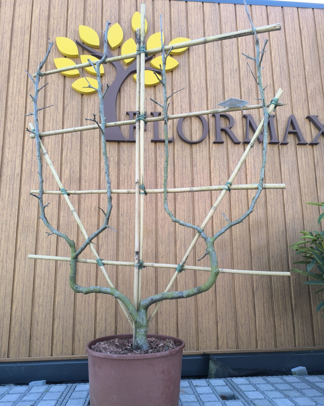 Jabloň tvarovaná ´James Grieve´ - Špalliera