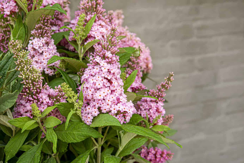Budleja davidii ’Little Pink´ zakrslá