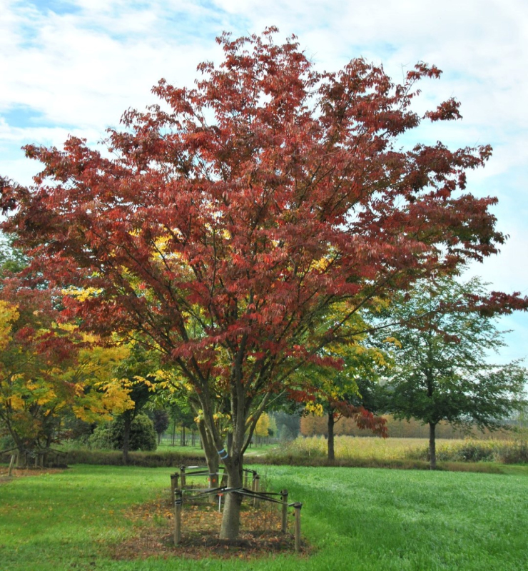 Zelkova ostrolistá  (Zelkova serrata) viackmenná
