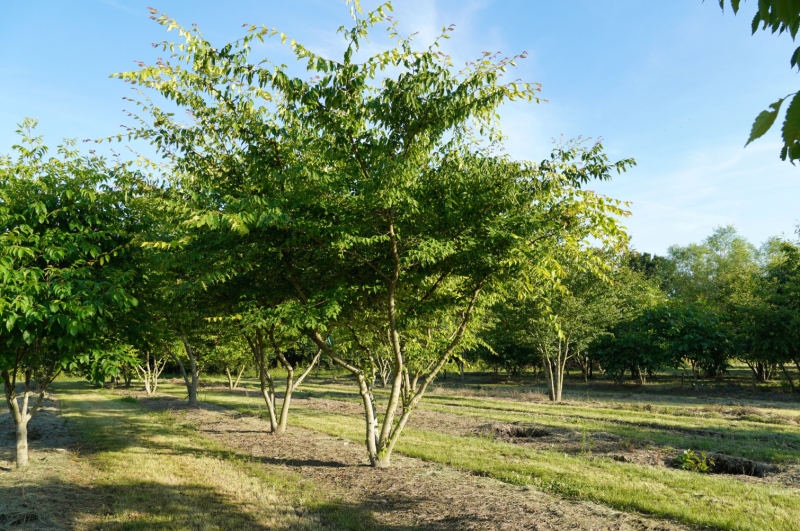Zelkova ostrolistá  (Zelkova serrata) viackmenná