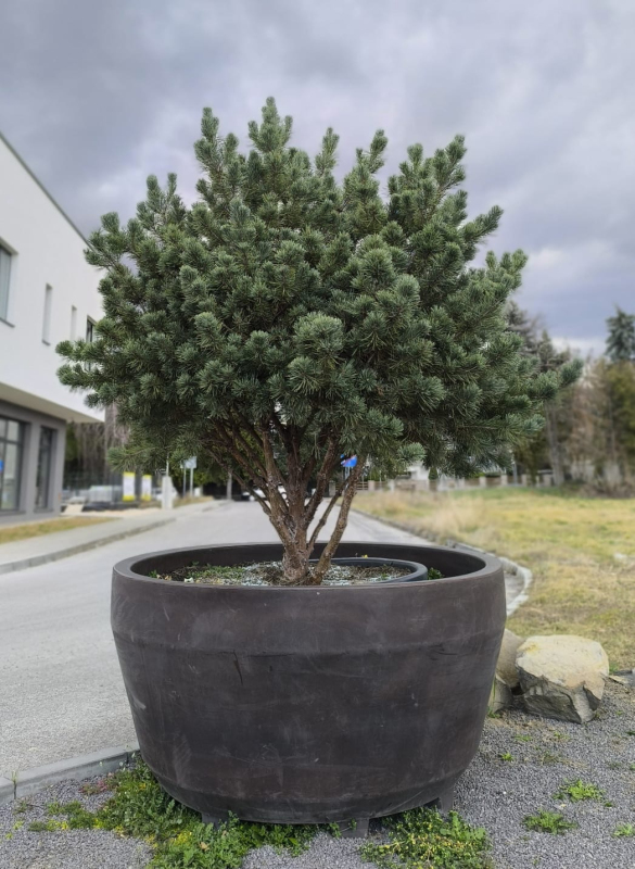 Borovica lesná ´Watererii´