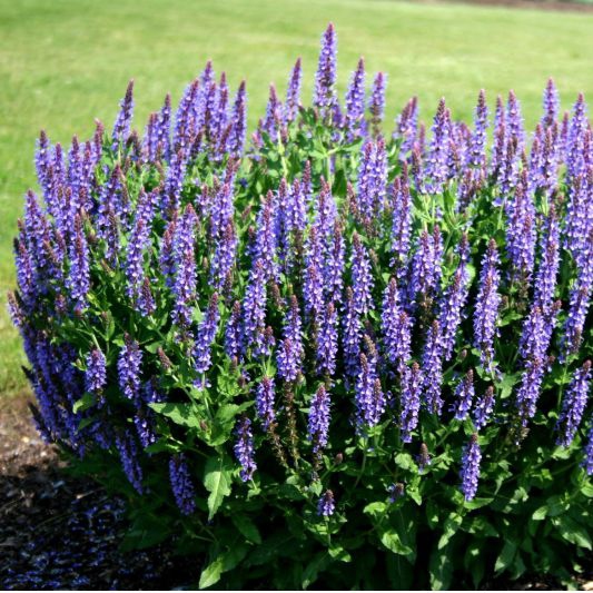 Šalvia  ’Blauhügel’