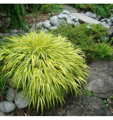 Rákosovka japonská ´Aureola´ 1,5l