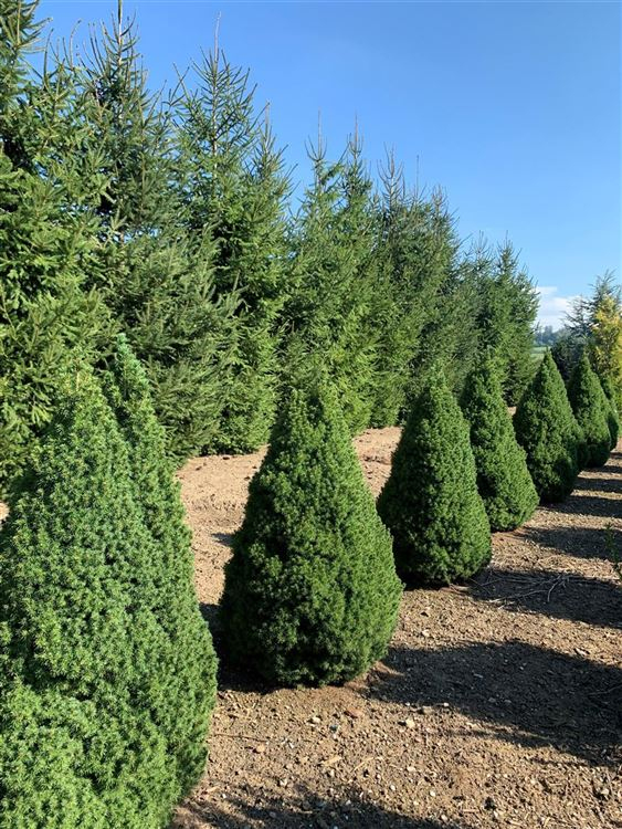 Smrek biely ´Conica´ 100 - 110cm