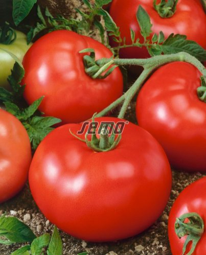 Semo Rajčiak Kríčkový ´Tereza F1´