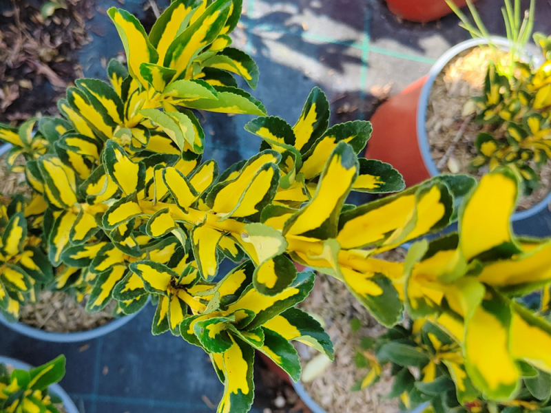 Bršlen japonský ´Livornese´