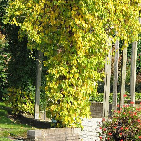 Bršlenec kruhovitý ´Hermaphroditus´