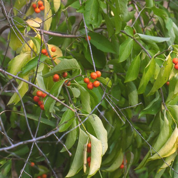 Bršlenec kruhovitý ´Hermaphroditus´