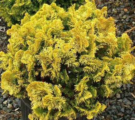 Cypruštek tupolistý ´Aurea Nana´ na kmienku