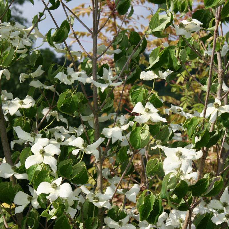 Drieň kousa China Girl