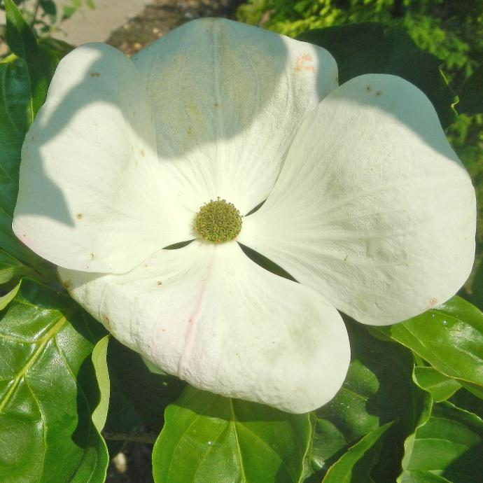 Drieň kousa Robert Select