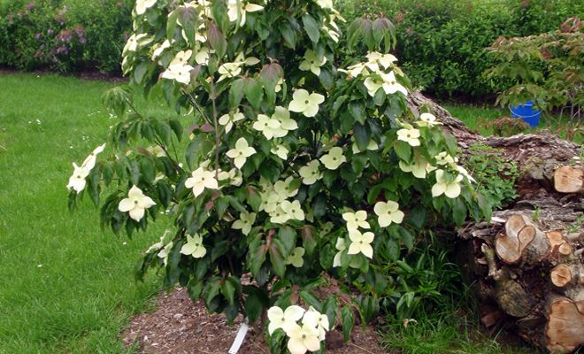 Drieň kousa ´Teutonia´