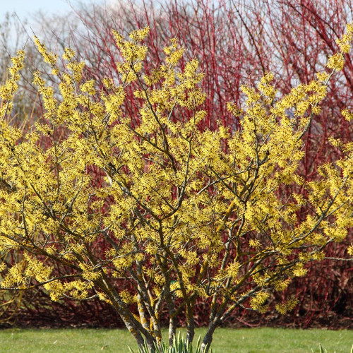 Hamamel prostredný ’Pallida’