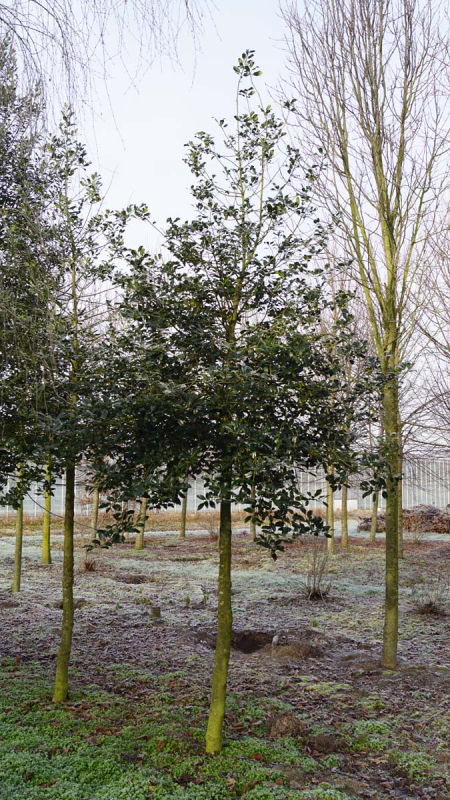 Cezmína ostrolistá na kmienku