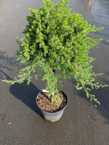 Borievka pobrežná ´Blue Pacific´ na kmienku