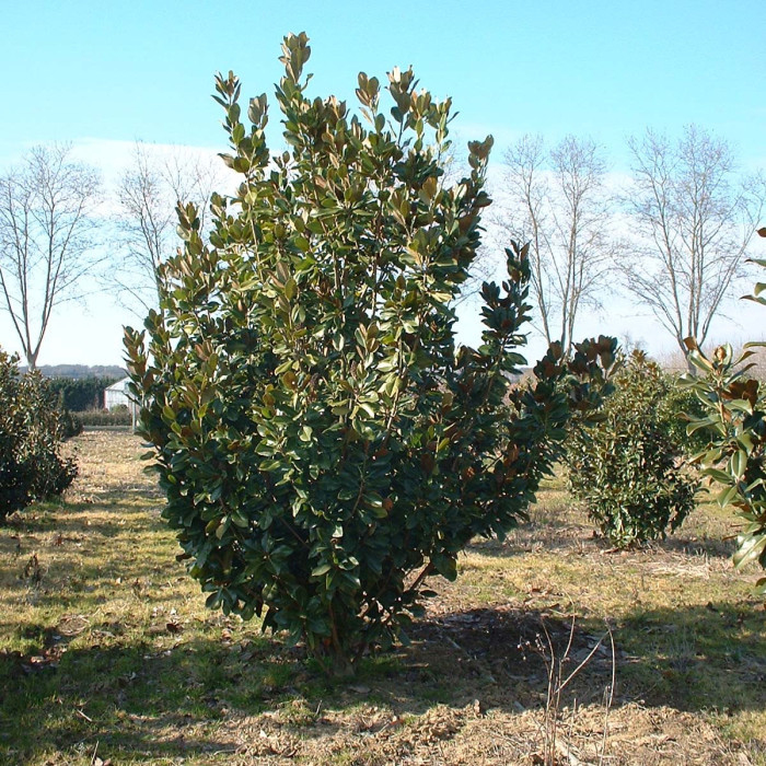 Magnólia veľkokvetá  Francois Treyve 200 - 250cm