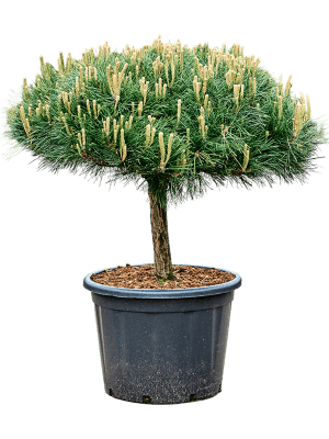 Borovica čierna ’ Brepo´ na kmienku 20cm