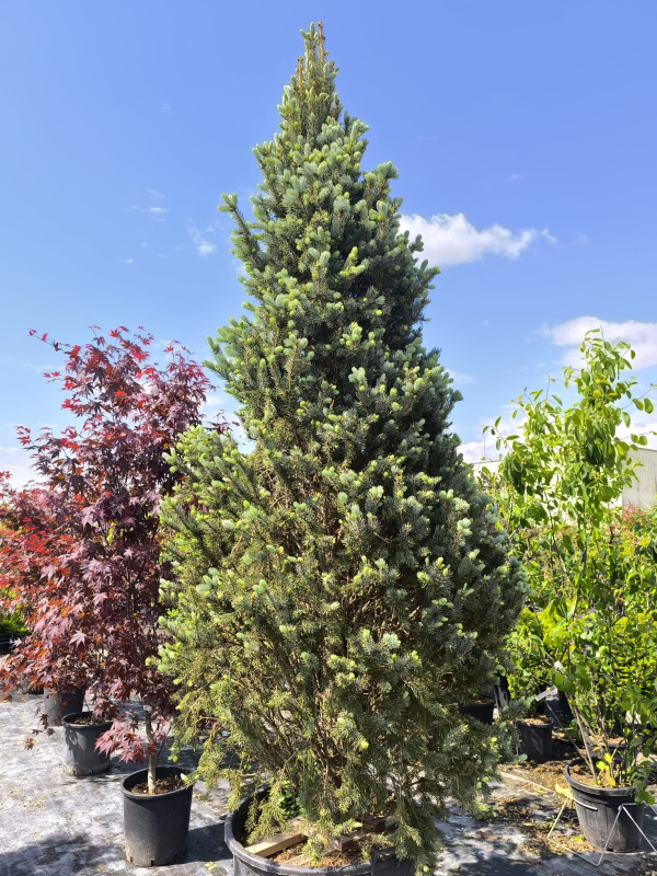 Smrek pichľavý ´Kosteriana Fastigiata Glauca´