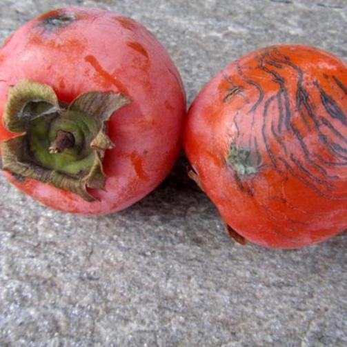 Hurmikaki ´Ragno´ na kmienku