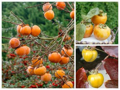 Hurmikaki ´Vaniglia´ na kmienku