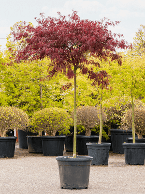 Javor dlaňovitolistý ´Garnet´ na kmienku 100cm