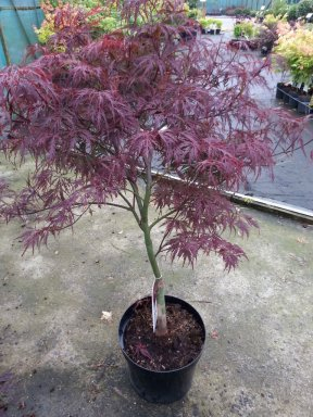 Javor dlaňovitolistý ´Garnet´ na kmienku 100cm