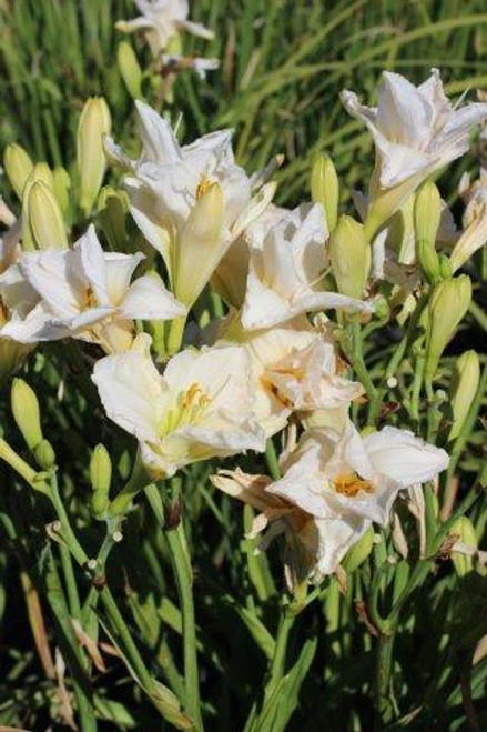 Ľaliovka ´Astolat´