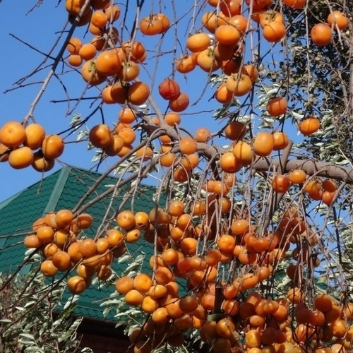 Hurmikaki ´Vaniglia´ na kmienku