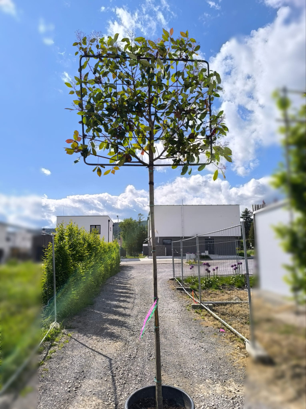 Červienka ´Red Robin´ stena 100x120cm na kmienku