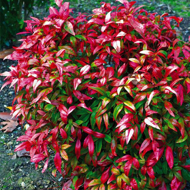 Nandína ´Fire Power’