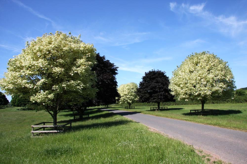 Javor mliečny ´Drummondii´