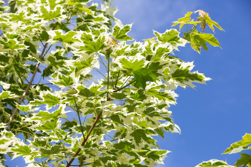 Javor mliečny ´Drummondii´