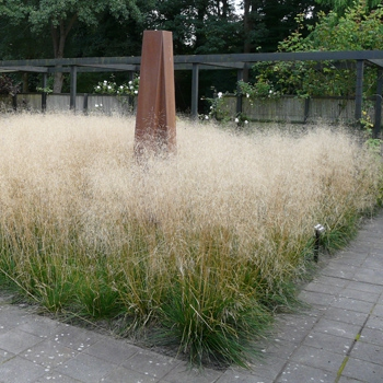 Metlica ’Goldschleier’ 2l