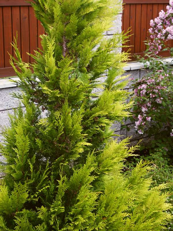 Cypruštek lawsonov ´Golden King´