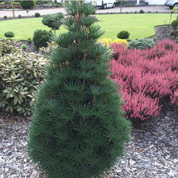 Dáždnikovec praslenovitý  60/80cm