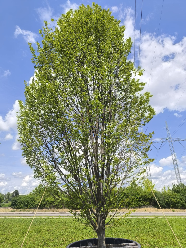 Hrab obyčajný ´Fastigiatta´