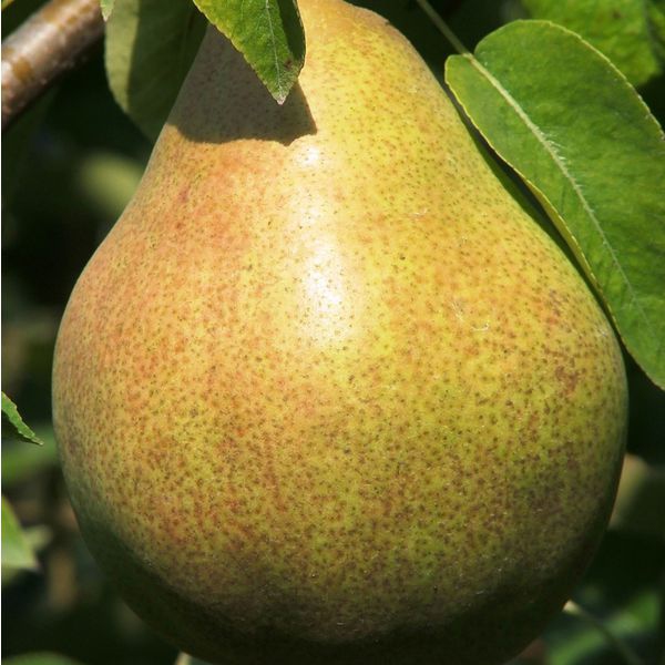 Hruška "Williamsova zelená" letná, podp. Hruška planá, voľnok.