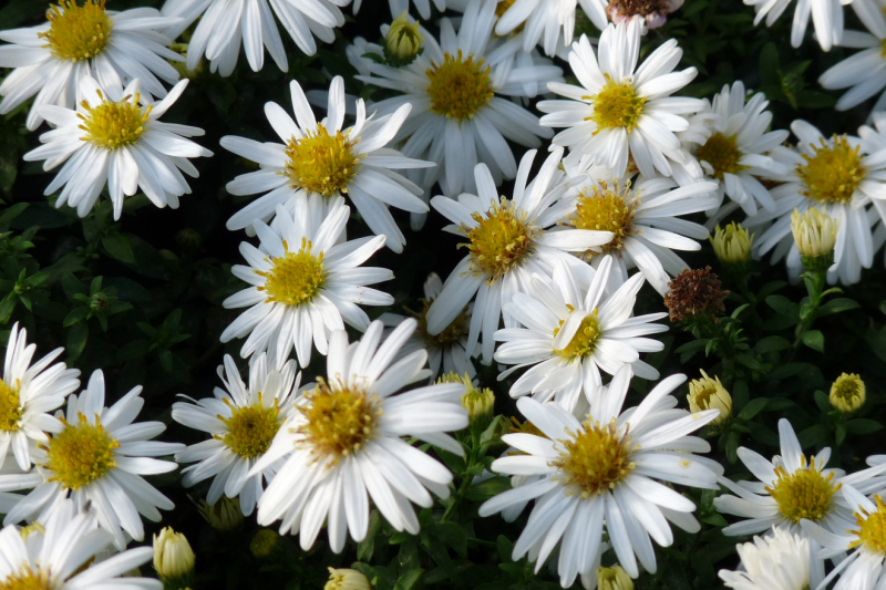 Astra ’Monte Cassino’