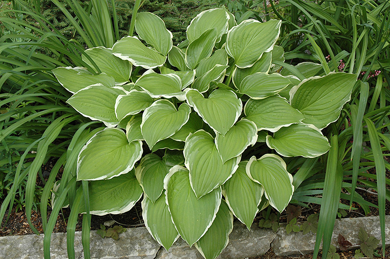 Hosta  ´Sugar and Cream´